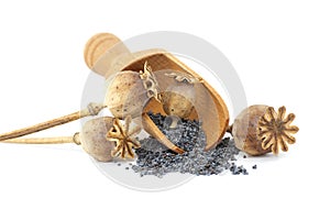 Dried poppy pod on heap of poppy seeds over white