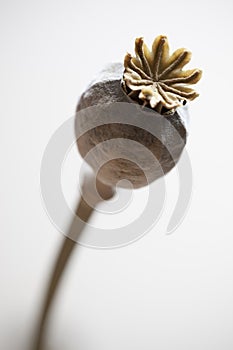 Dried poppy seed pod on white background