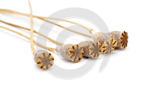 Dried poppy seed pods of breadseed poppy