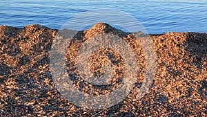 Dried Posidonia Oceanica