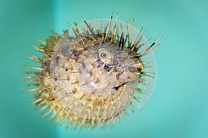 Dried and preserved antique puffer fish tetraodontidae specimen photo