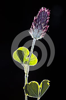 Dried pressed clover blossom