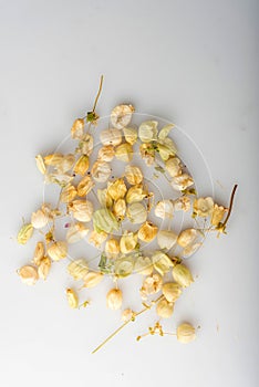 Dried and pressed flowers isolated on gray background
