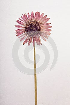 A dried pressed gerber against with white paper background