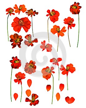 Dried pressed kosmeya, Cosmos delicate flowers and petals isolated