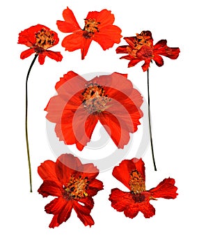 Dried pressed kosmeya, Cosmos delicate flowers and petals isolated