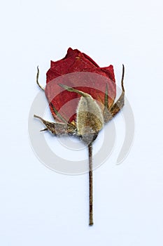 dried pressed red rose on a white background