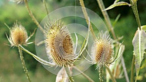 Dried prickly thistle head on a meadow. Natural spiked wild flower thorn