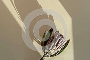 Dried protea flower and sun shade on a beige background close-up. Minimal nature concept.