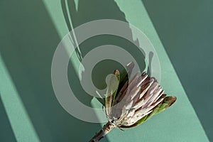 Dried protea flower and sun shadow on a green background close-up. Minimal nature concept.