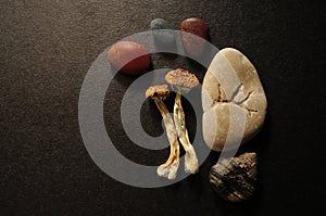 Dried Psilocybe Cubensis Psilocybin Mushrooms on black background, flat lay. Magic shrooms Golden Teacher.