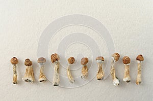 Dried psilocybin mushrooms on white background in row. Psychedelic Psilocybe Cubensis, magic trip.