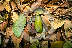 Dried Rain Tree Leaves: Samanea Saman.