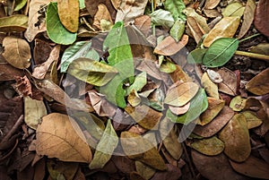 Dried Rain Tree Leaves: Samanea Saman.