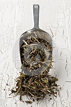 Dried, raw white tea leaves in metal scoop over white wood table background