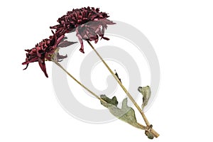 Dried red beautiful chrysanthemum flower isolated on white background