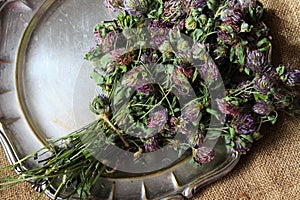 Dried red clover. Trifolium pratense.