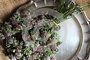 Dried red clover. Trifolium pratense.