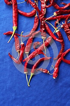 Dried red hot chilli peppers on a bright blue background