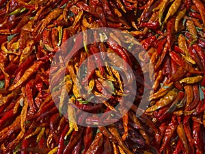 Dried red hot chilly pepper