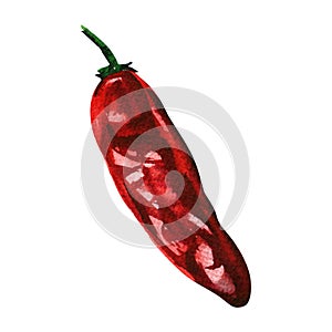 Dried red hot pepper, chilli cayenne pepper, spicy vegetable, isolated, hand drawn watercolor illustration on white