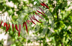 dried red hot peppers hanging on a rope