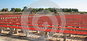 Dried red ripe tomatoes