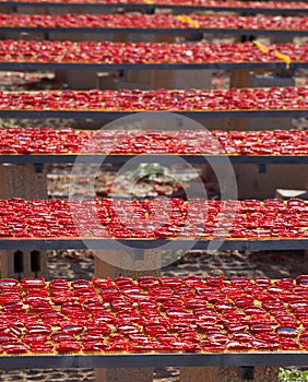 Dried red ripe tomatoes