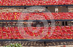 Dried red ripe tomatoes