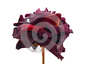 Dried red rose