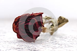 Dried Red Rose