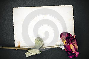 Dried red rose and blank photograph