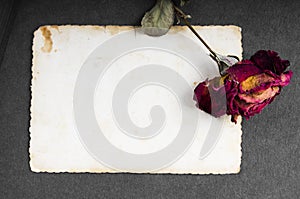 Dried red rose and blank photograph