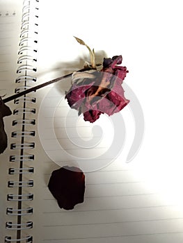 Dried red rose on the booknotes