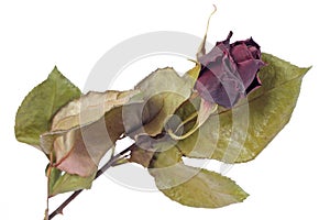 Dried red rose bud