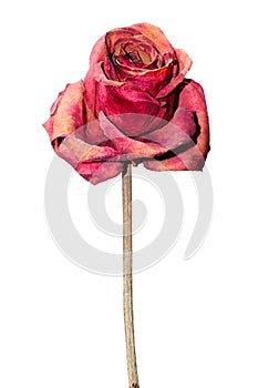 Dried red rose isolated on white background. PNG available