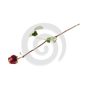 Dried red rose over the white isolated background