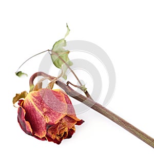 Dried red rose over the white isolated background