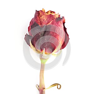 Dried red rose over the white isolated background