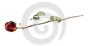 Dried red rose over the white isolated background