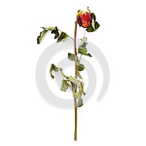 Dried red rose over the white isolated background