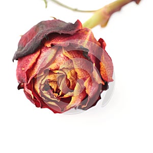 Dried red rose over the white isolated background