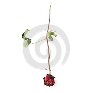 Dried red rose over the white isolated background