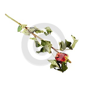 Dried red rose over the white isolated background