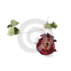 Dried red rose over the white isolated background