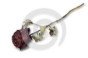 Dried Red Rose
