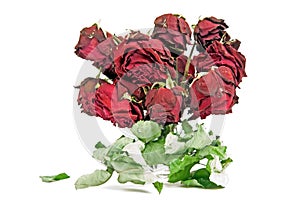 Dried red roses
