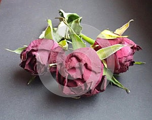 Dried red roses. Withered flowers over dark background.