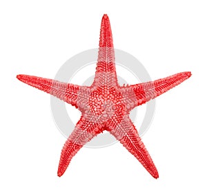 dried red starfish (sea star) isolated on white