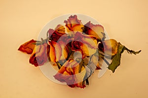 Dried red and yellow roses on a white background